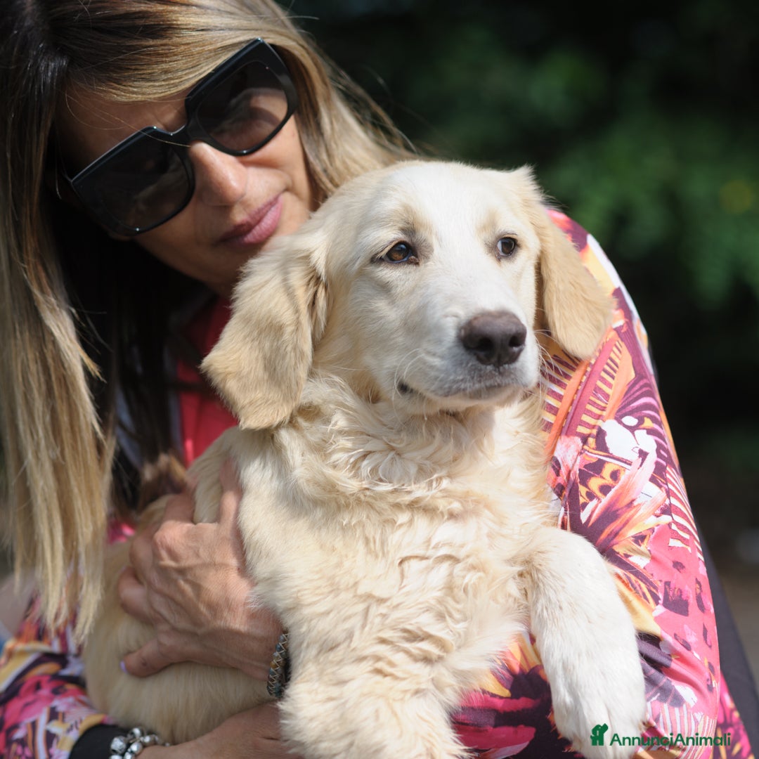Meticcio cani marco - Annuncio 16