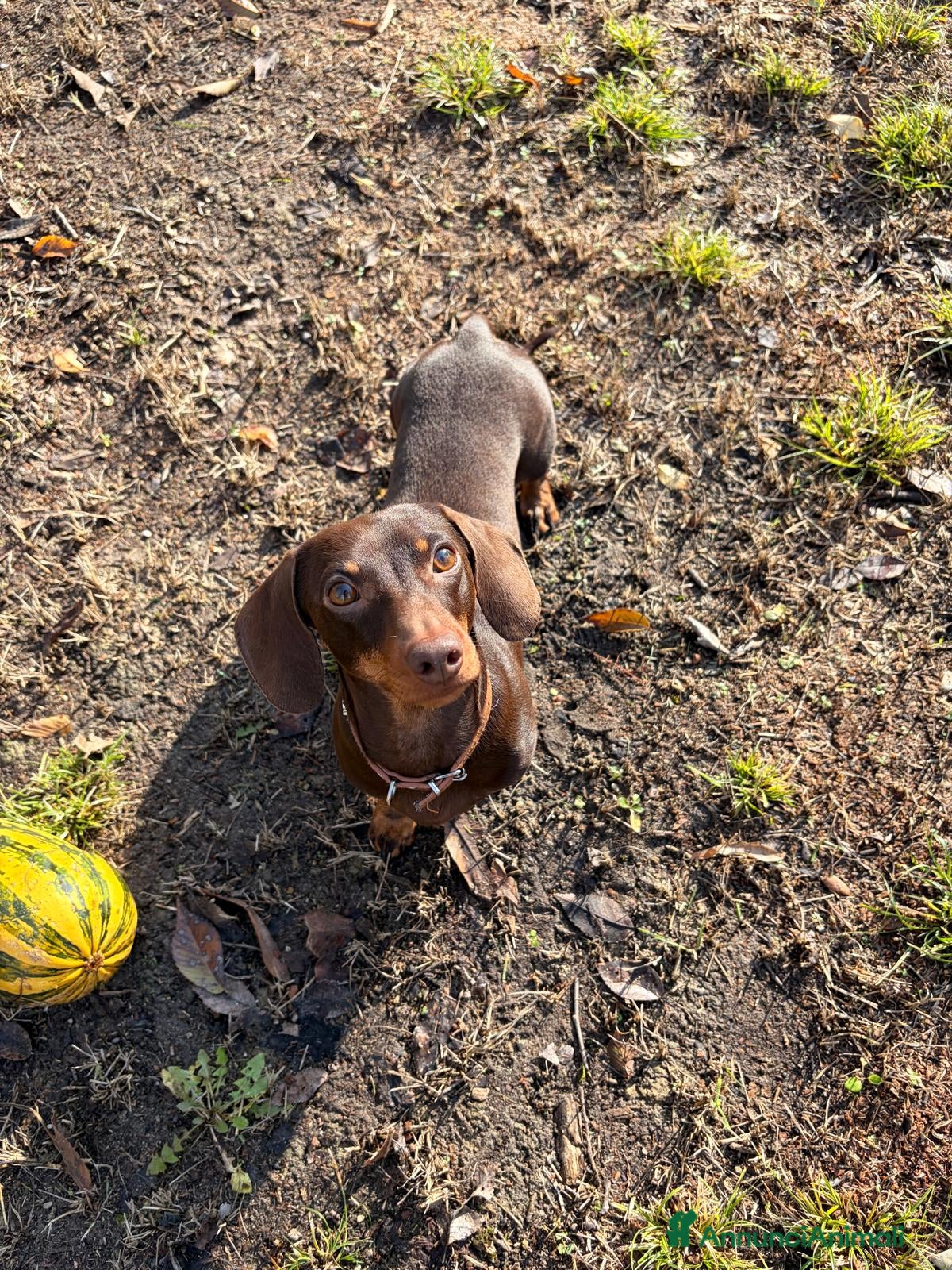 Bassotto cani Bassotto per Monta - Annuncio 21
