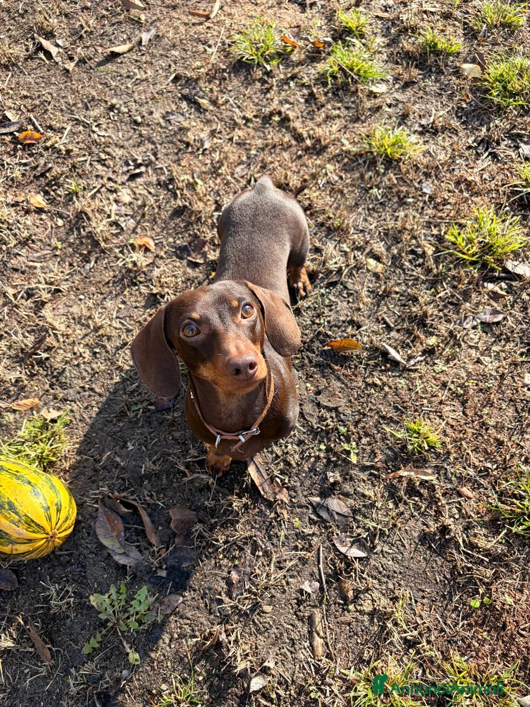 Bassotto cani per accoppiamento: Bassotto per Monta - Annuncio 1