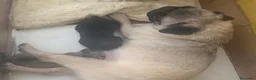 Carlino cani in vendita: Cucciolo di carlino con pedigree prestigioso  a Città metropolitana di Roma Capitale - Annuncio 3