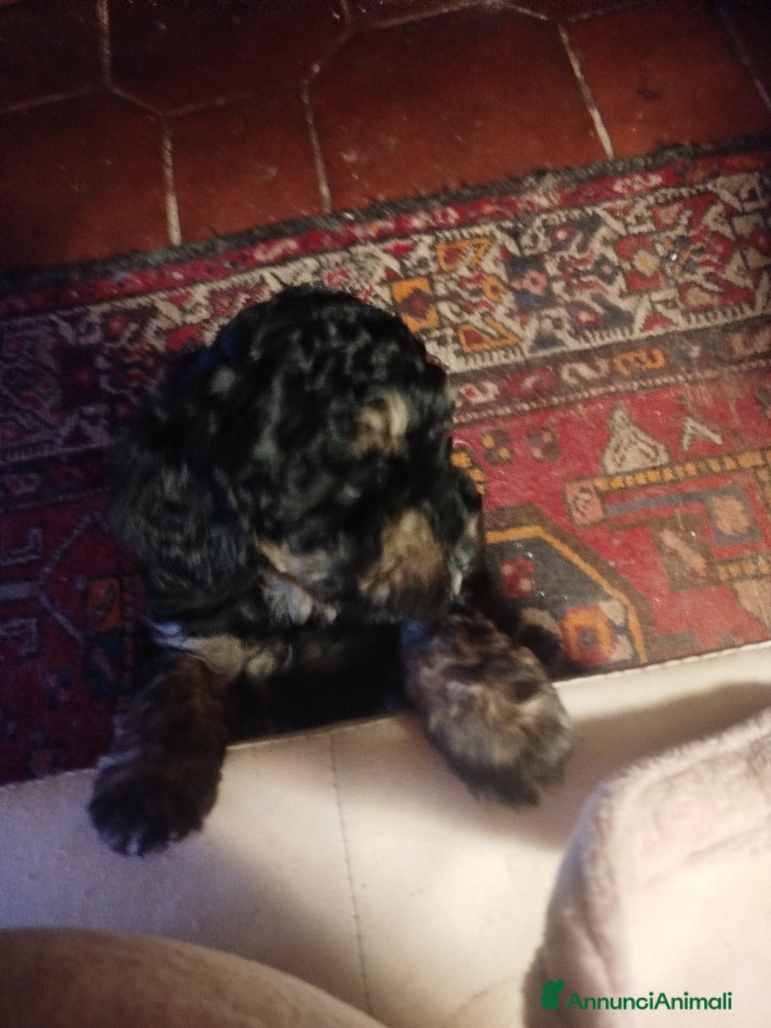 Barboncino cani in vendita: cuccioli Phantom  - Annuncio 4