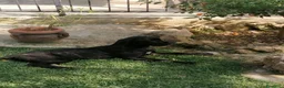 Cane Corso cani in regalo: Cucciole Cane Corso  - Annuncio 8
