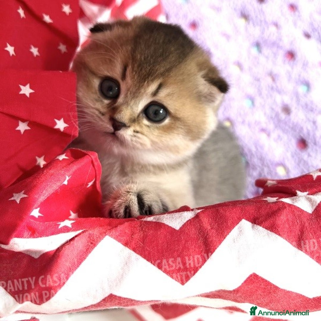 Scottish gatti in vendita: Cucciole Scottish Fold - Annuncio 4