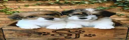 Jack Russell cani in vendita: CUCCIOLI DI JACK RUSSELL TERRIER  - Annuncio 2