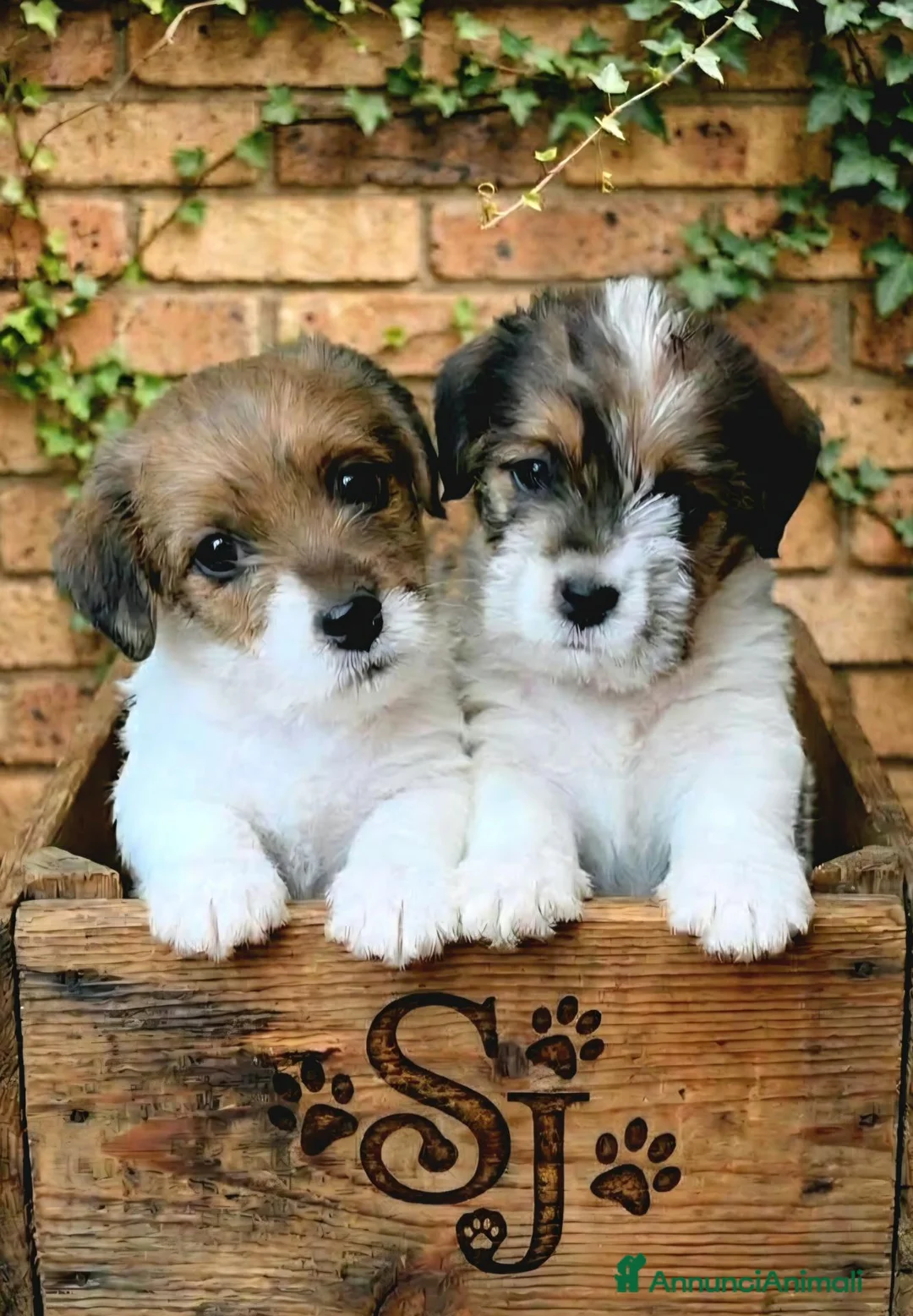 Jack Russell cani in vendita: CUCCIOLI DI JACK RUSSELL TERRIER  - Annuncio 2