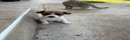 Jack Russell cani in vendita: Cuccioli Jack Russell cercano casa - Annuncio 9