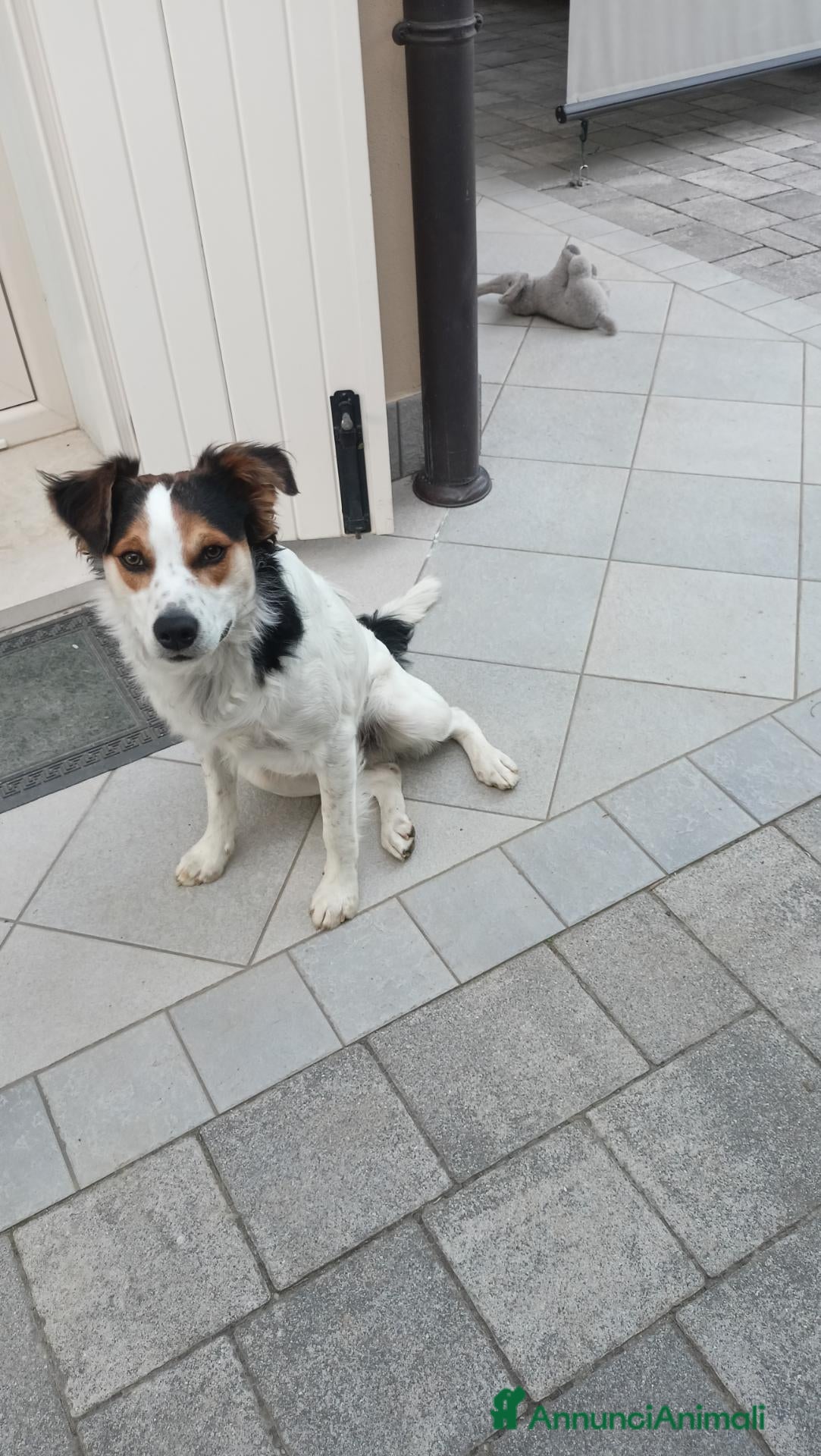 Meticcio cani Cucciolo meticcio 9 mesi cerca famiglia dinamica  - Annuncio 25