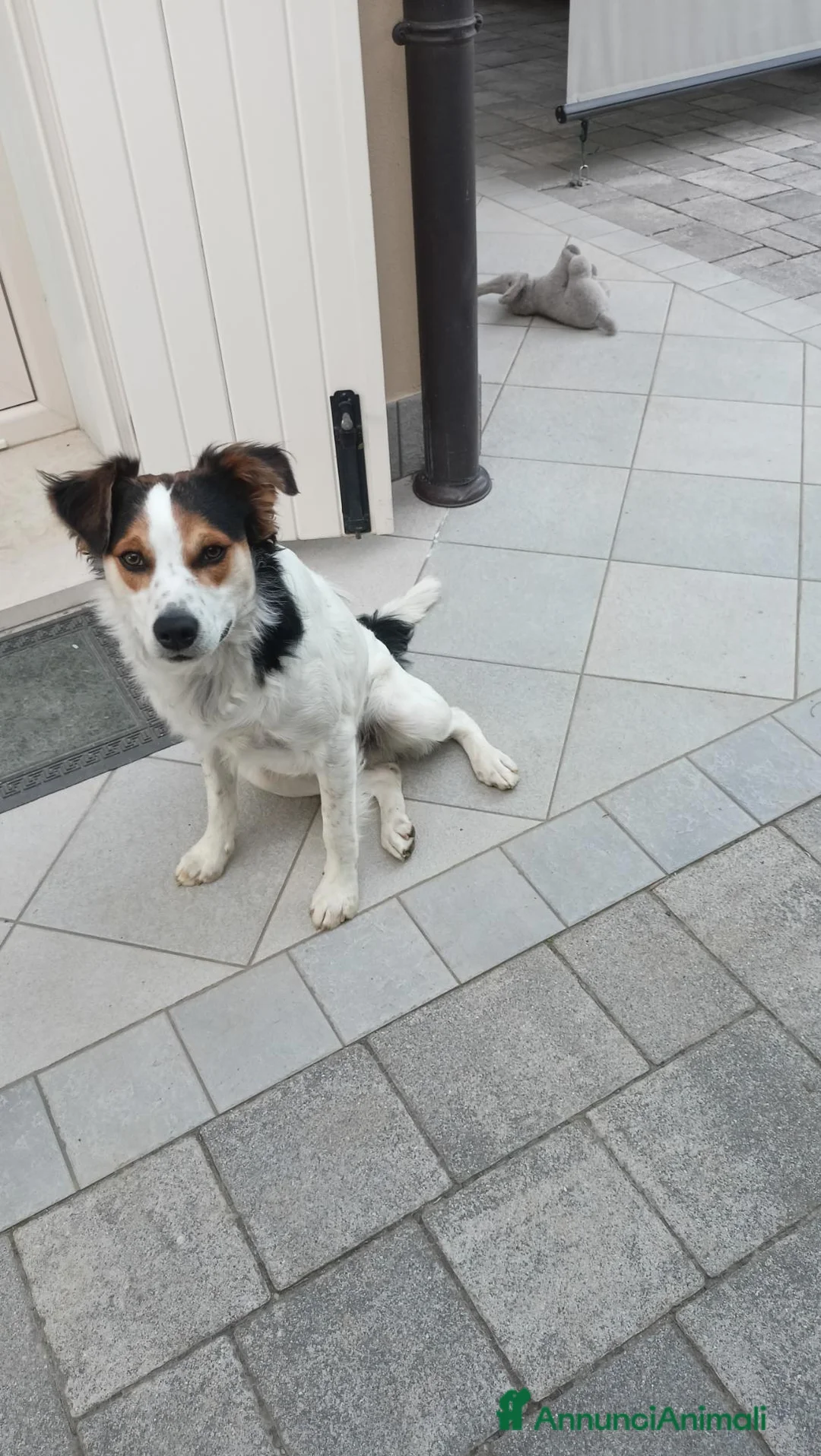 Meticcio cani in regalo: Cucciolo meticcio 9 mesi cerca famiglia dinamica  a Provincia di Padova - Annuncio 1