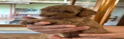 Barboncino Toy cani in vendita: Barboncino a Provincia di Cuneo - Annuncio 5