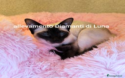 Siamese gatti in vendita: cuccioli old style Siamese - Thai con pedigree  a Città metropolitana di Roma Capitale - Immagine 3