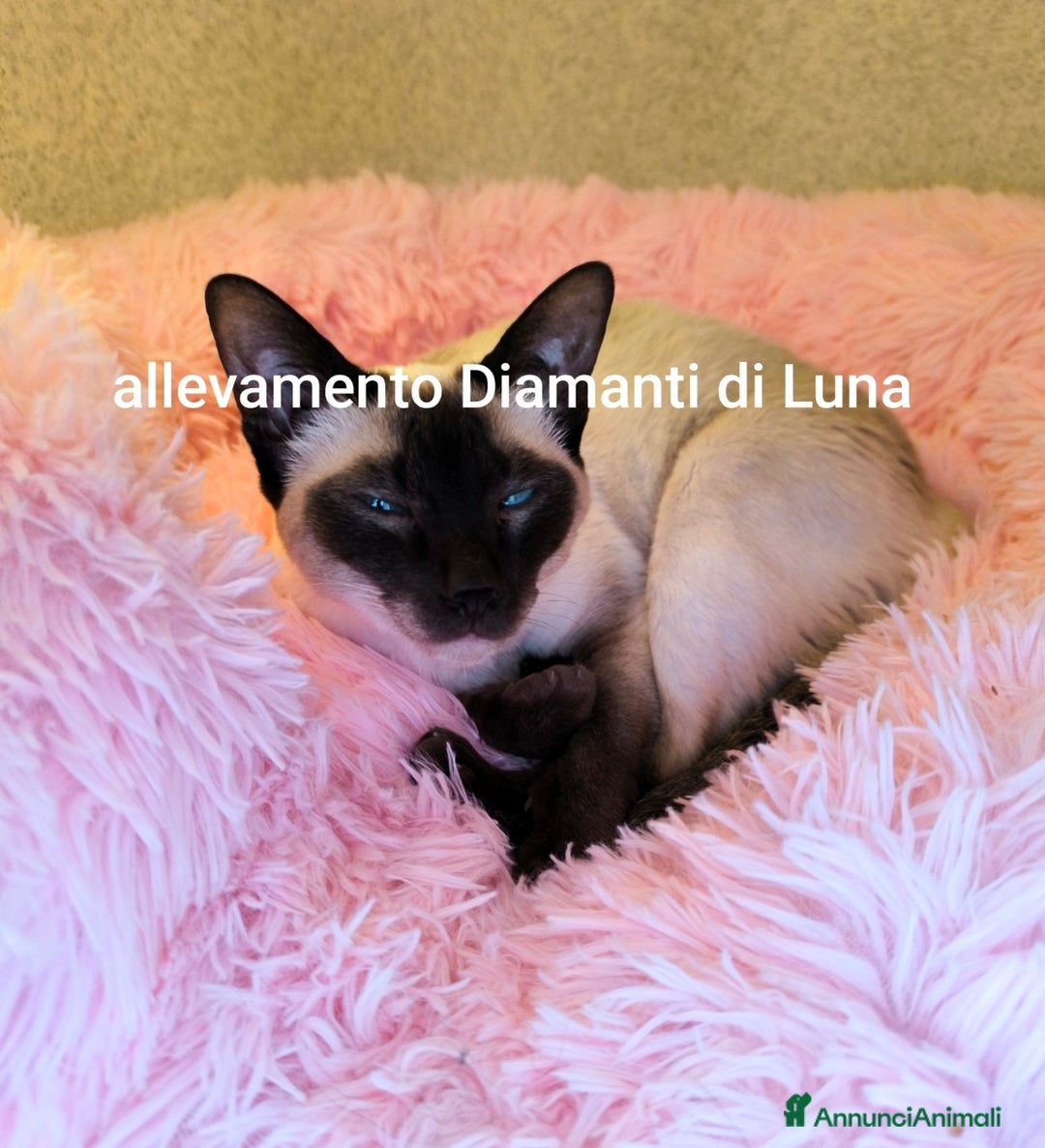 Siamese gatti in vendita: cuccioli old style Siamese - Thai con pedigree  a Città metropolitana di Roma Capitale - Immagine 3