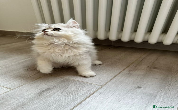 Persiano gatti a Provincia di Reggio Emilia - Annuncio 14