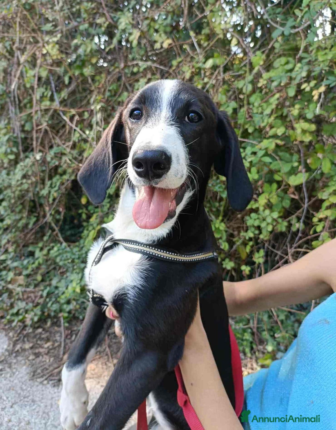 Meticcio cani in regalo: 4 CUCCIOLI simpaticissimi a macchiette! - Annuncio 3