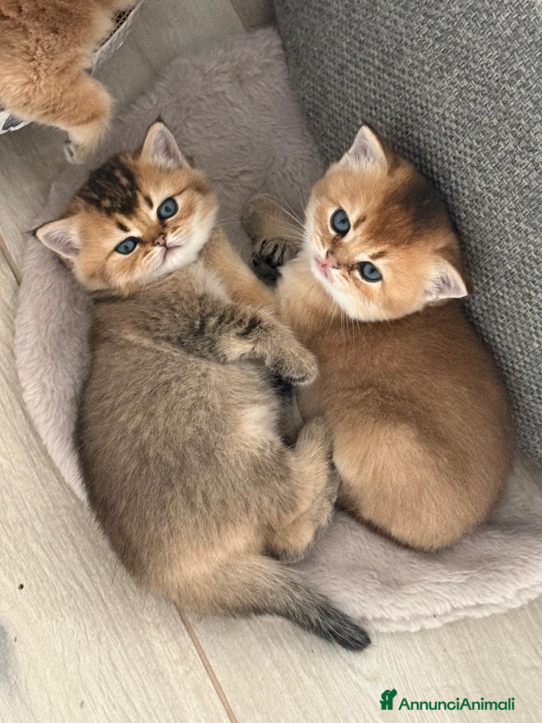 Scottish gatti in vendita: Scottish straight  - Annuncio 1