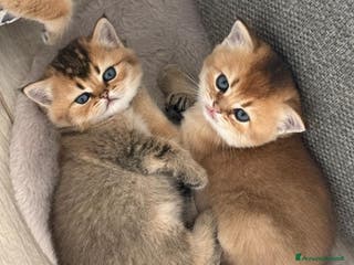 Scottish gatti Scottish straight - Annuncio 17