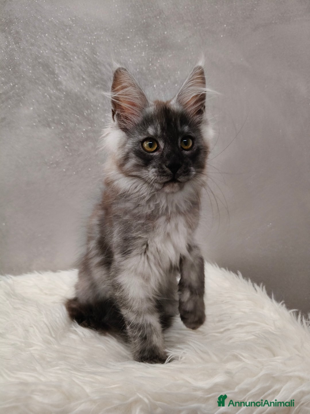 Maine Coon gatti in vendita: Cucciola Maine Coon Black Smoke  - Annuncio 7