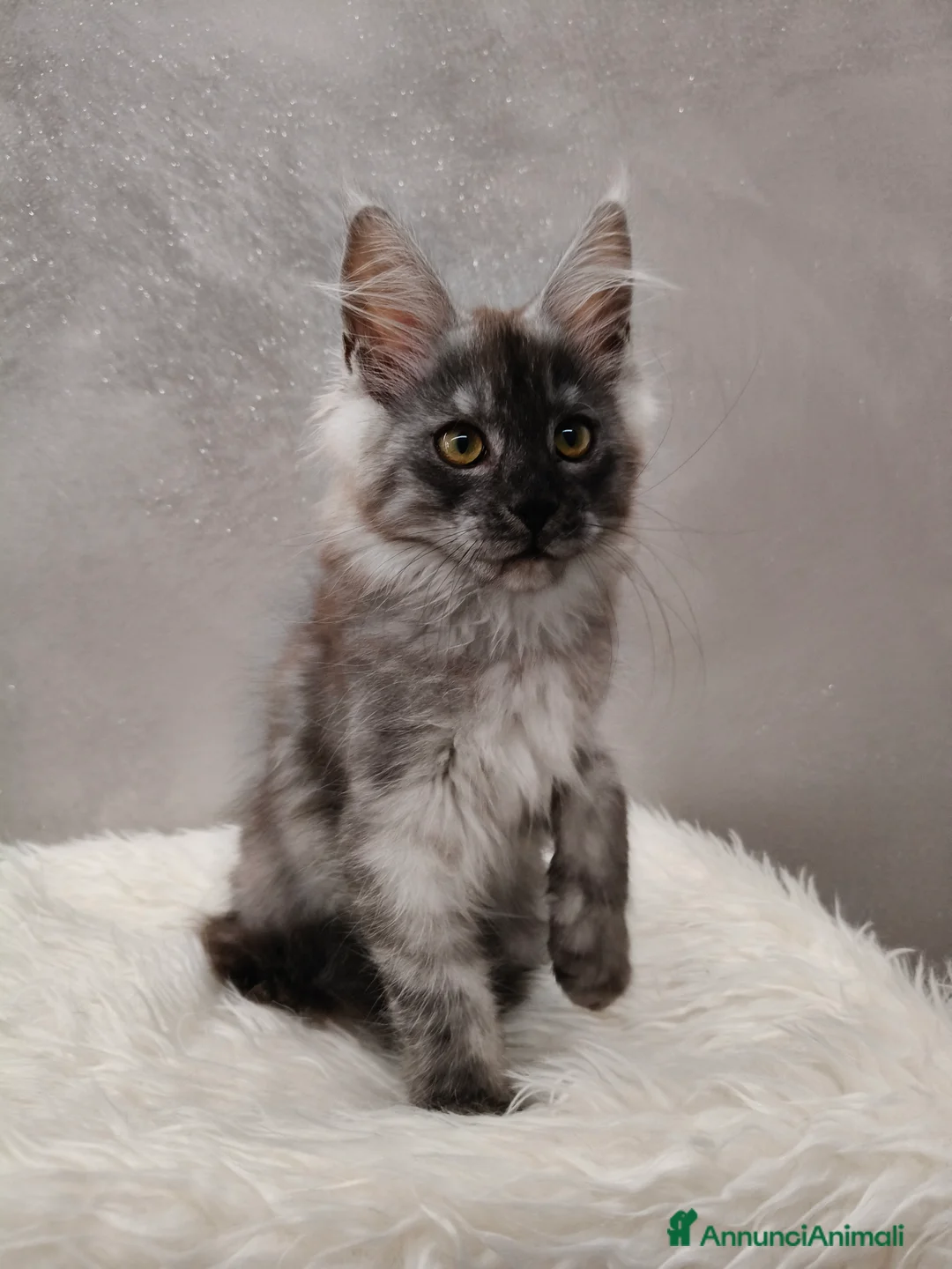 Maine Coon gatti in vendita: Cucciola Maine Coon Black Smoke  - Annuncio 7