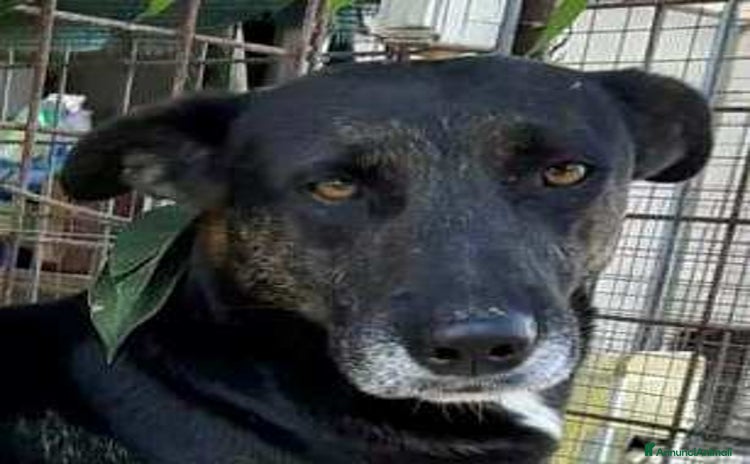 Meticcio cani a Provincia di Belluno - Annuncio 5