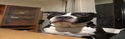 American Staffordshire cani in regalo: amstaff maschio di 9 anni regalo a Città Metropolitana di Torino - Annuncio 2