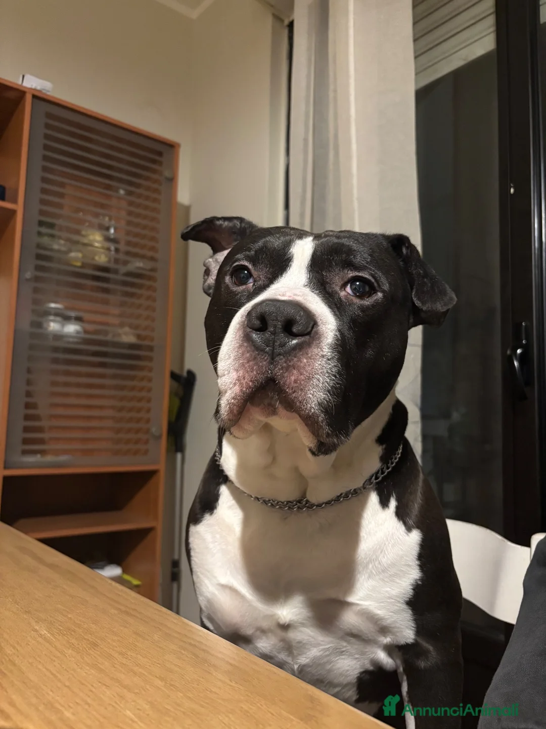 American Staffordshire cani in regalo: amstaff maschio di 9 anni regalo a Città Metropolitana di Torino - Annuncio 2