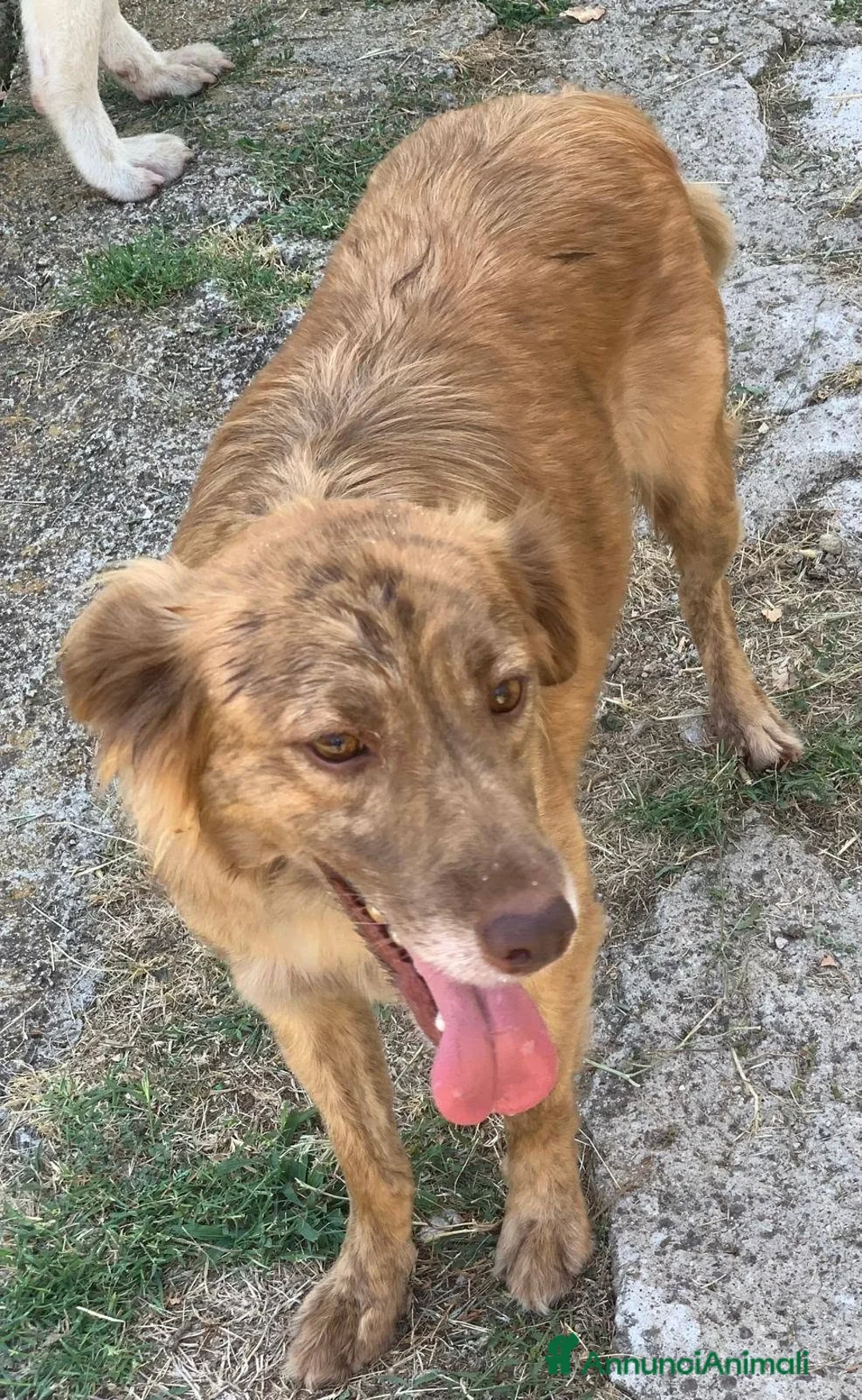 Meticcio cani in regalo: Fritz un cane per tutti - Annuncio 1