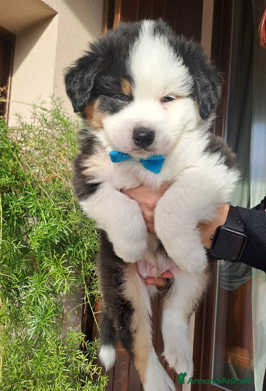 Australian Shepherd cani in vendita: Australian sheperd - Annuncio 5