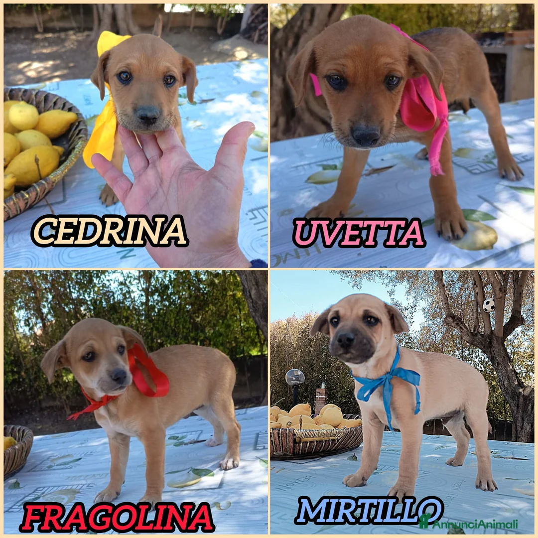 Meticcio cani in regalo: TAGLIE PICCOLE CERCANO CASA  a Provincia di Varese - Annuncio 2