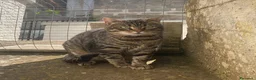 Europeo gatti in regalo: TIGRO, adorabile gatto da adottare! - Annuncio 6