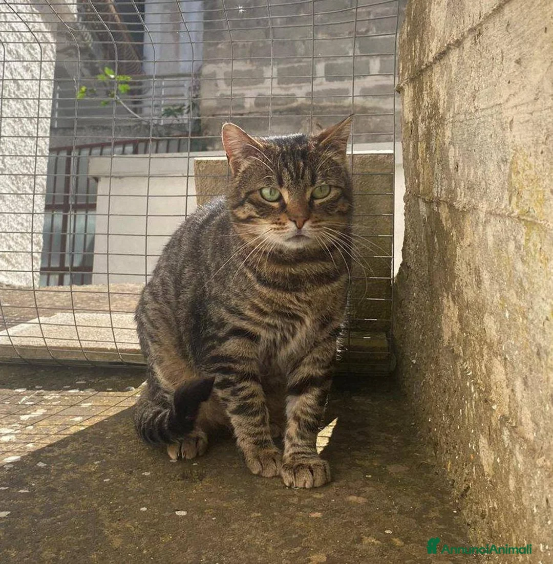 Europeo gatti in regalo: TIGRO, adorabile gatto da adottare! - Annuncio 6