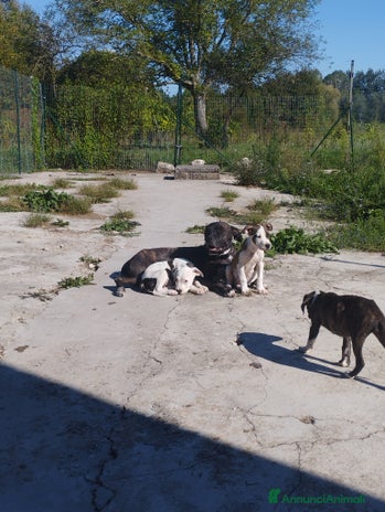 Pitbull cani - Annuncio 4