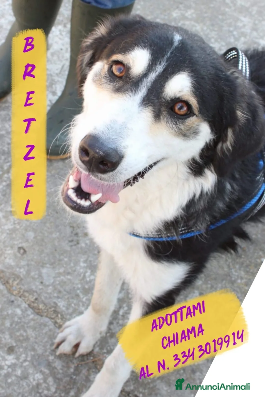 Meticcio cani in regalo: BRETZEL 🩷 ALLEGRA, DOLCE E ANCORA SENZA CASA a Provincia di Cremona - Annuncio 1