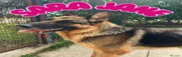 Pastore Tedesco cani in regalo: Sara Jane - Annuncio 1