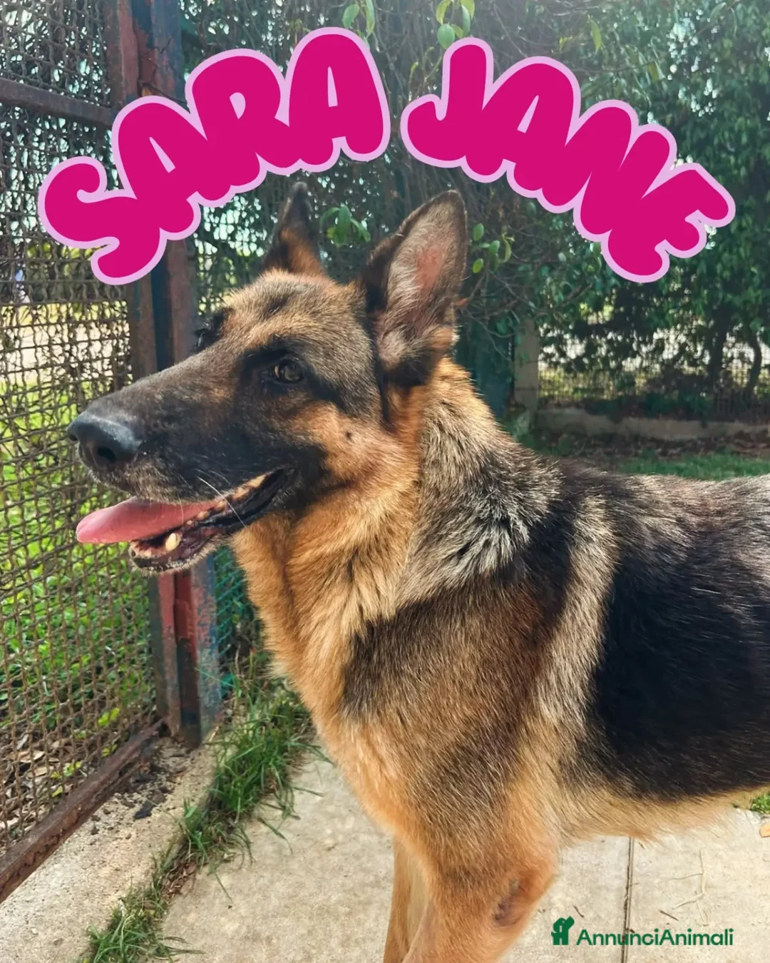 Pastore Tedesco cani in regalo: Sara Jane - Annuncio 1