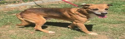 Meticcio cani in regalo: Jerry 4 anni Taglia media piccola  - Annuncio 2