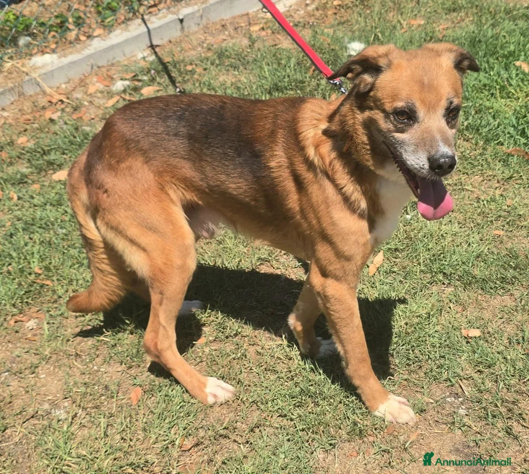 Meticcio cani in regalo: Jerry 4 anni Taglia media piccola  - Annuncio 2