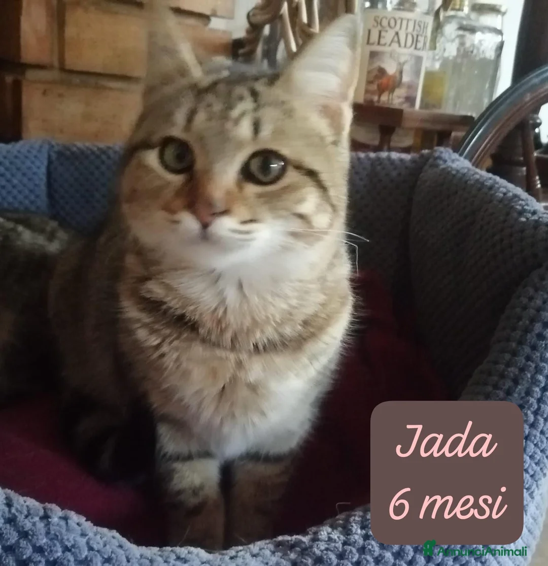 Altre razze gatti in regalo: Gattini desiderosi di trovare casa  - Annuncio 7