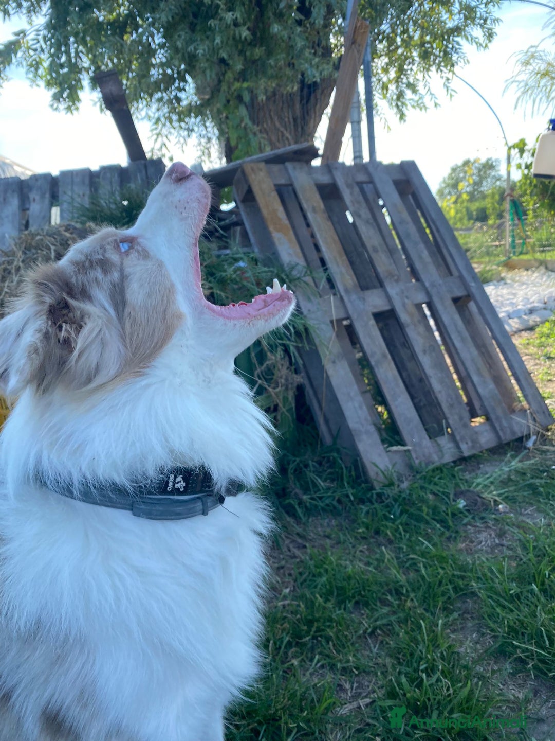 Border Collie cani per accoppiamento: Border Collie Lilac Merle disponibile per monte. a Città Metropolitana di Venezia - Immagine 13