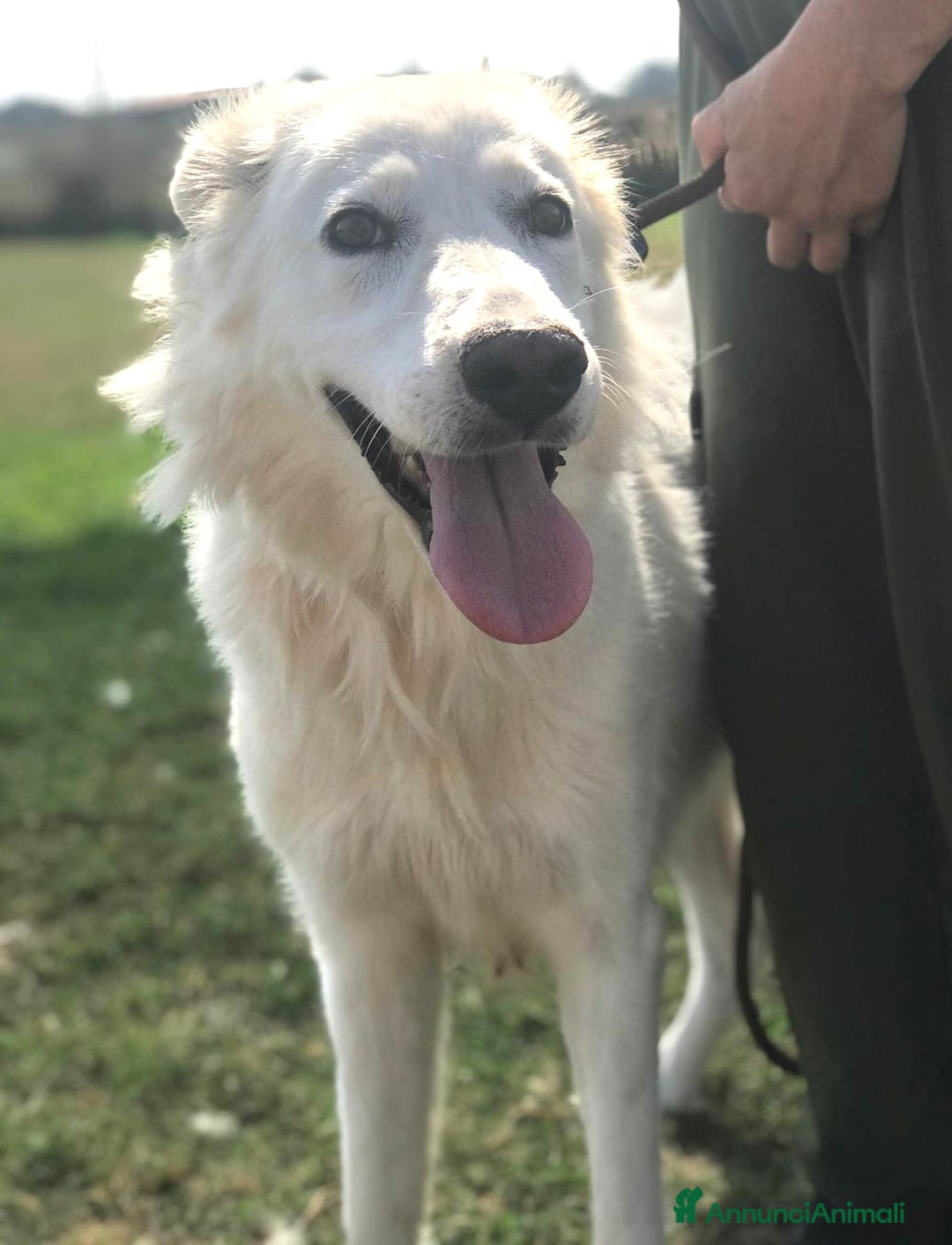 Meticcio cani in regalo: Criseide dagli occhi dolci - in adozione a Provincia di Latina - Annuncio 1