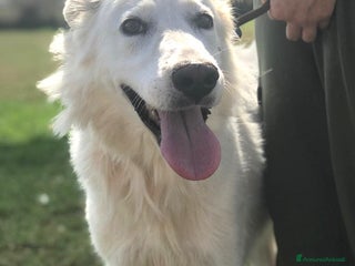 Meticcio cani Criseide dagli occhi dolci - in adozione a Provincia di Latina - Annuncio 38