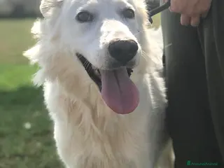 Meticcio cani Criseide dagli occhi dolci - in adozione a Provincia di Latina - Annuncio 7