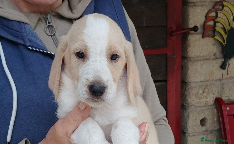 Meticcio cani LO SPLENDIDO ACHILLE E' IN CERCA D'AMORE - Annuncio 12