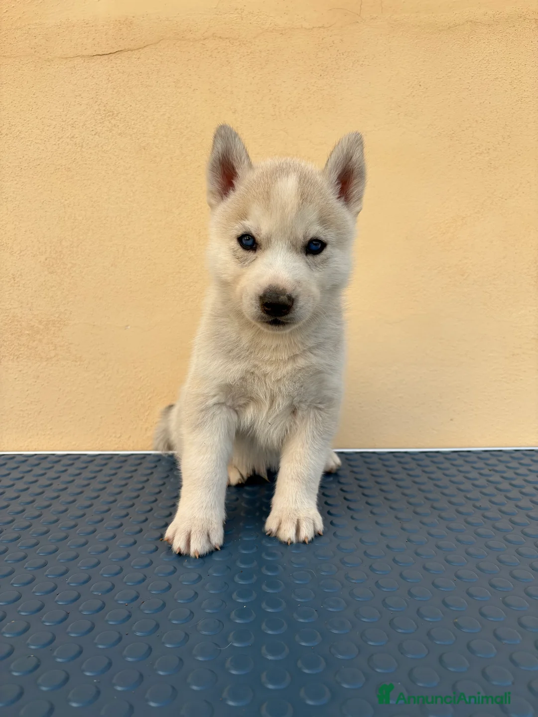 Husky cani in vendita: Cuccioli Siberian Husky con pedegree  - Annuncio 10