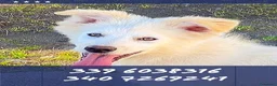 Meticcio cani in regalo: GAIA 🩷 sembra sorridere davvero. a Provincia di Pisa - Annuncio 1
