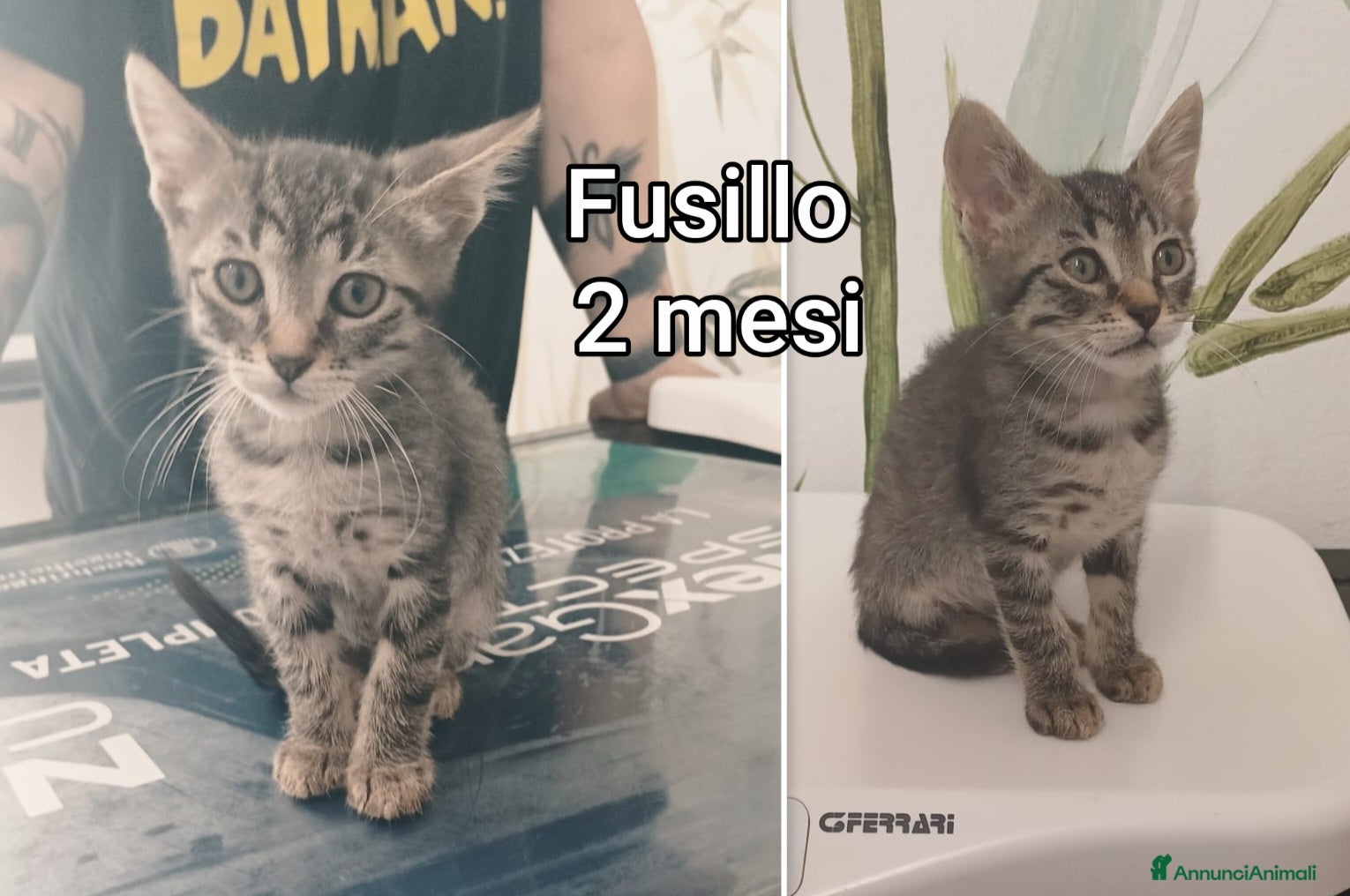 Meticcio gatti in regalo: TANTI MICINI SOLI! a Provincia di Vicenza - Annuncio 11