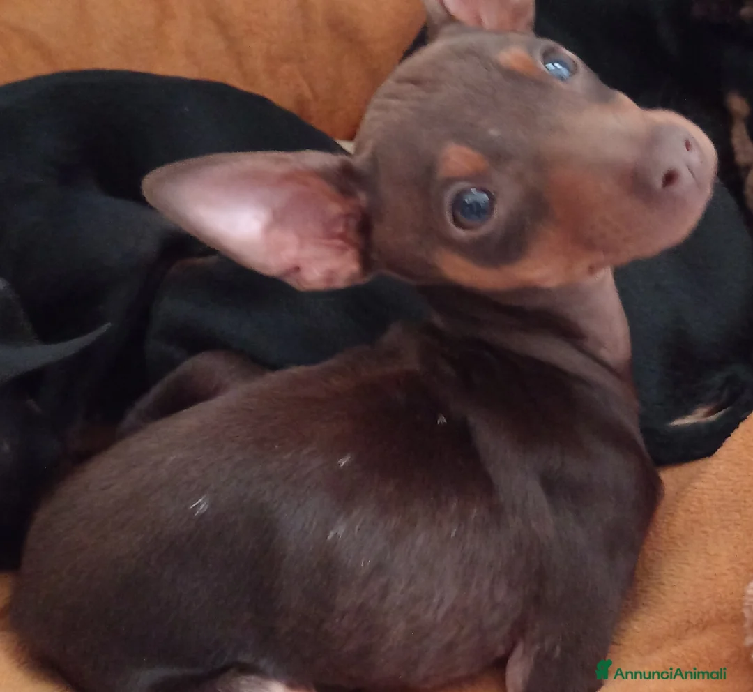 Pinscher Miniatura cani in vendita: Cucciolo di Pinscher bicolore focato  - Annuncio 1