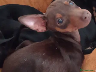 Pinscher Miniatura cani Cucciolo di Pinscher bicolore focato - Annuncio 25