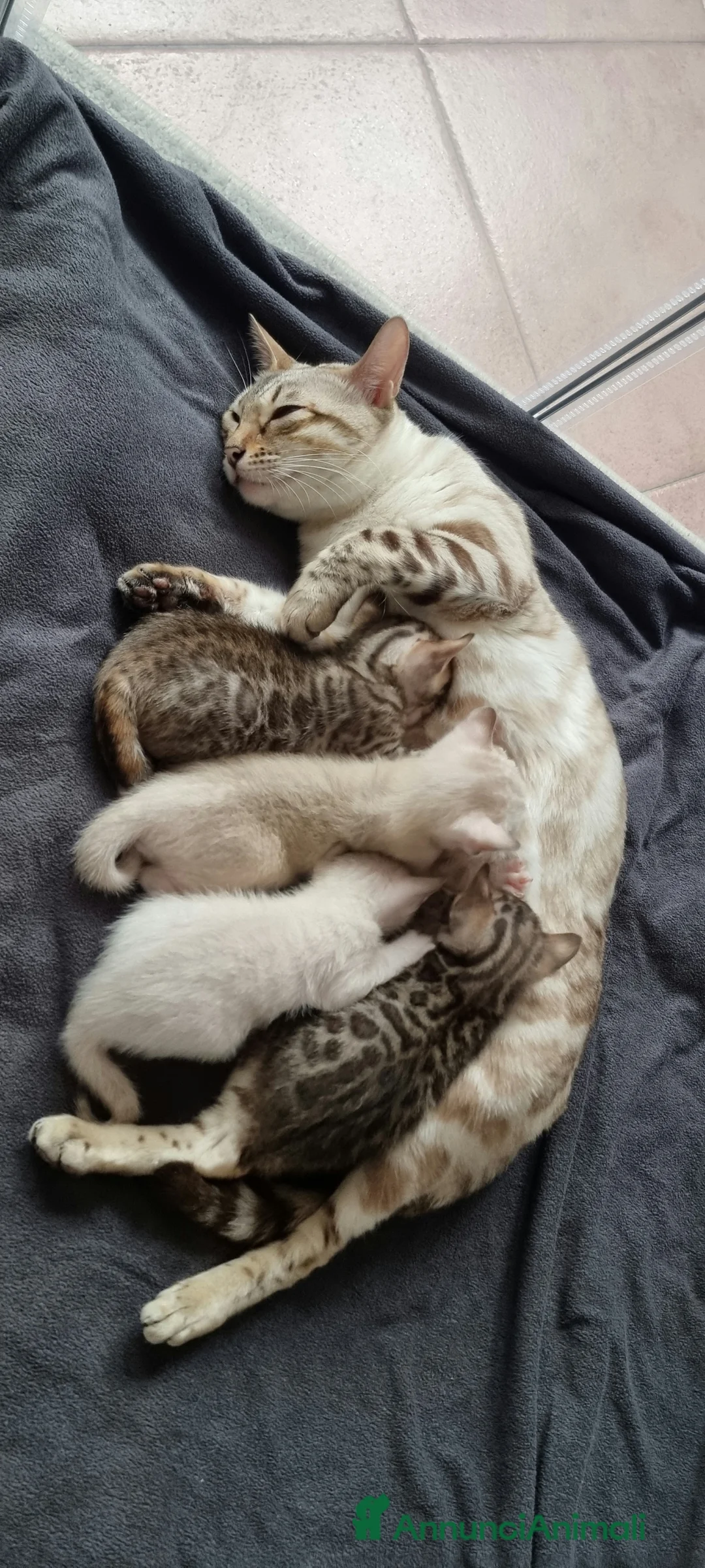 Bengala gatti in vendita: Femmina Bengala Snow lynx Pedigree  - Annuncio 5