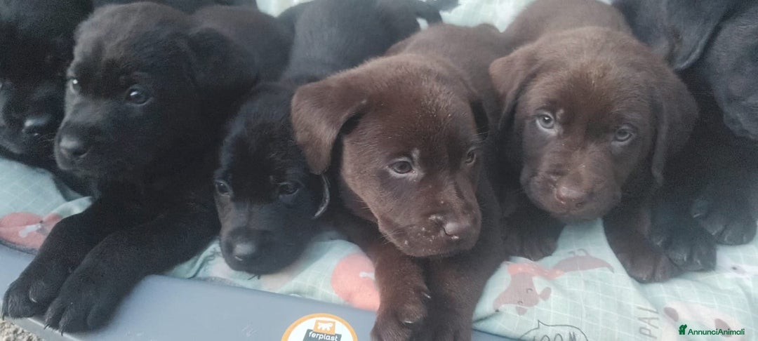 Labrador cani in vendita: Cuccioli Labrador Retriever - Annuncio 3