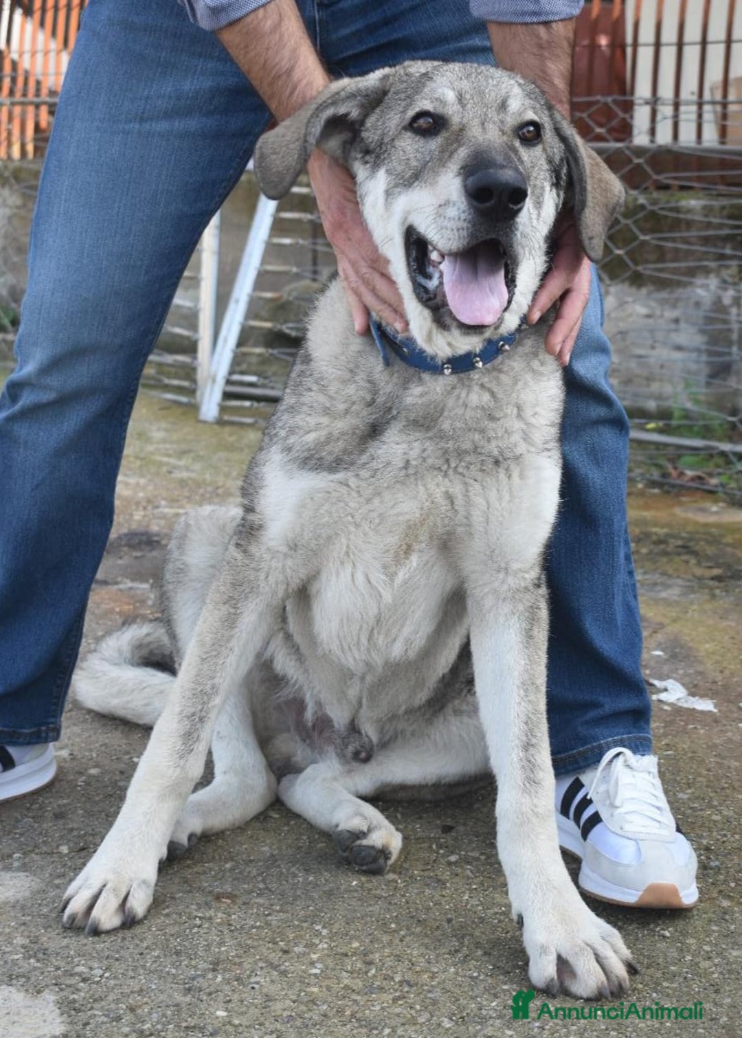 Meticcio cani in regalo: UNA MAMMA PER BALU - Annuncio 2