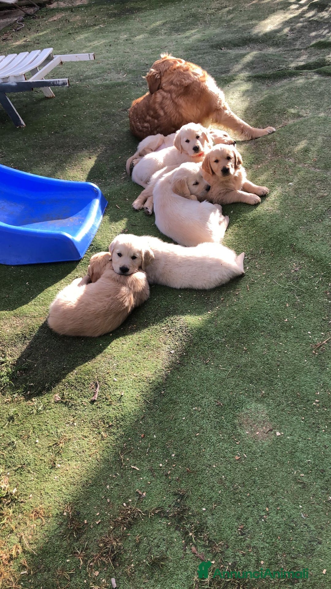 Golden Retriever cani in vendita: Golden Retriever  - Annuncio 7